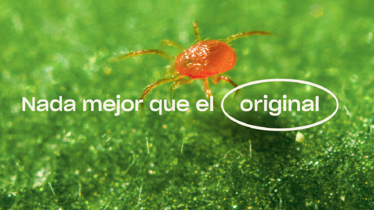 koppert mint|koppert 1|koppert mint